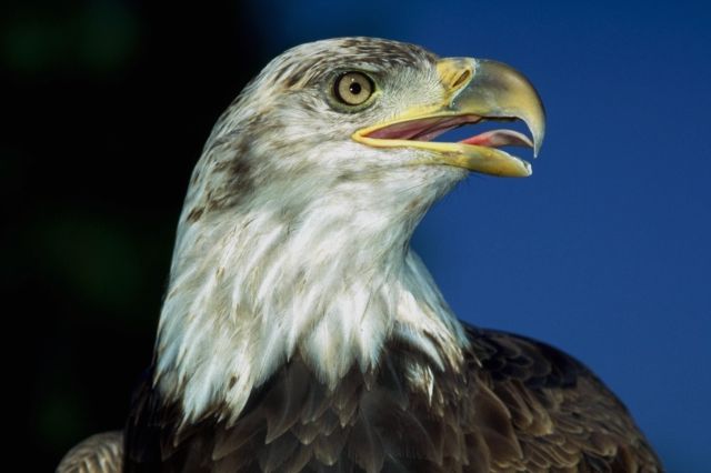 American Eagle...Photo Courtesy of Tripod Image Gallery