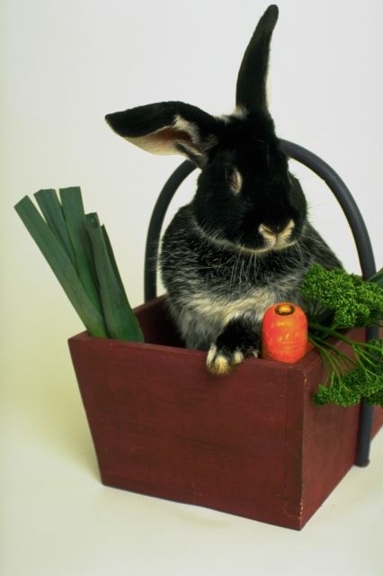 rabbit with carrot in a basket
