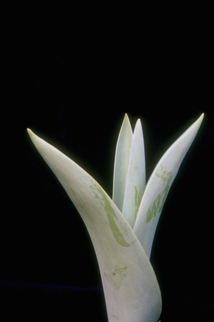 white flower