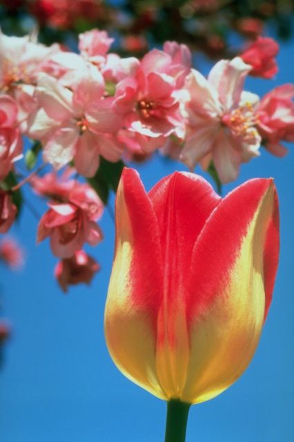 tulip with pink flowers