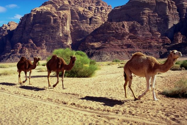 3 camels in the desert