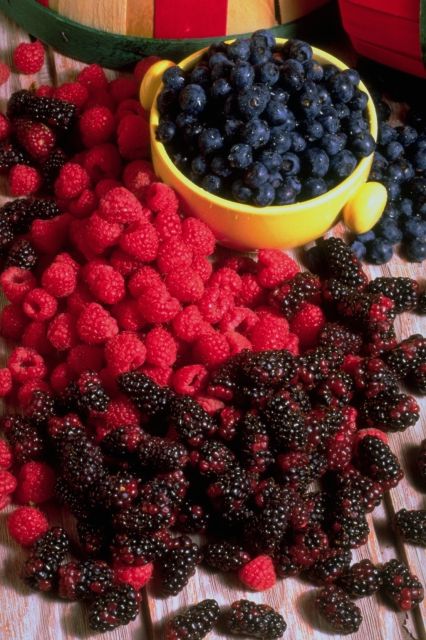 kitchen still life - berries
